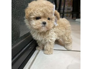 Teacup poodle pups male and female ready for lovely home