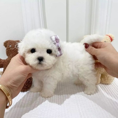 teacup-poodle-pups-male-and-female-ready-for-lovely-home-big-1