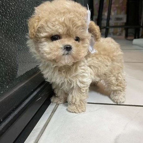 teacup-poodle-pups-male-and-female-ready-for-lovely-home-big-0