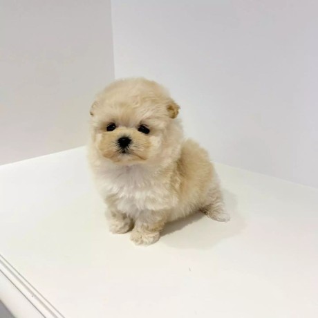teacup-poodle-pups-male-and-female-ready-for-lovely-home-big-3
