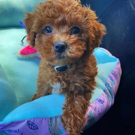 teacup-poodle-pups-male-and-female-ready-for-lovely-home-big-2