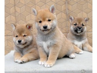 Shibainu puppies for sale