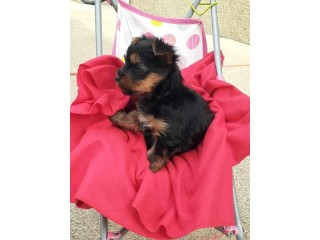 Cute Yorkshire Terrier for adoption